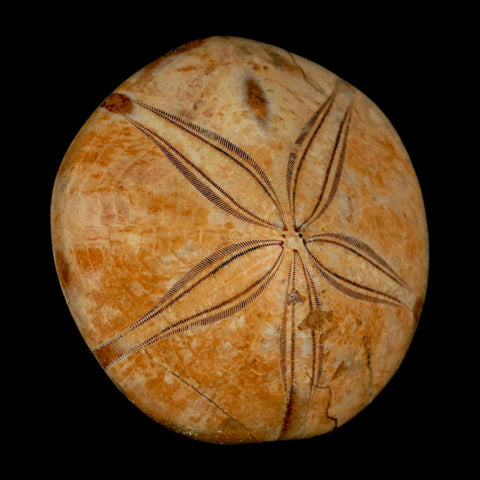 59MM Pygurus Marmonti Sea Urchin Fossil Sand Dollar Jurassic Age Madagascar - Fossil Age Minerals