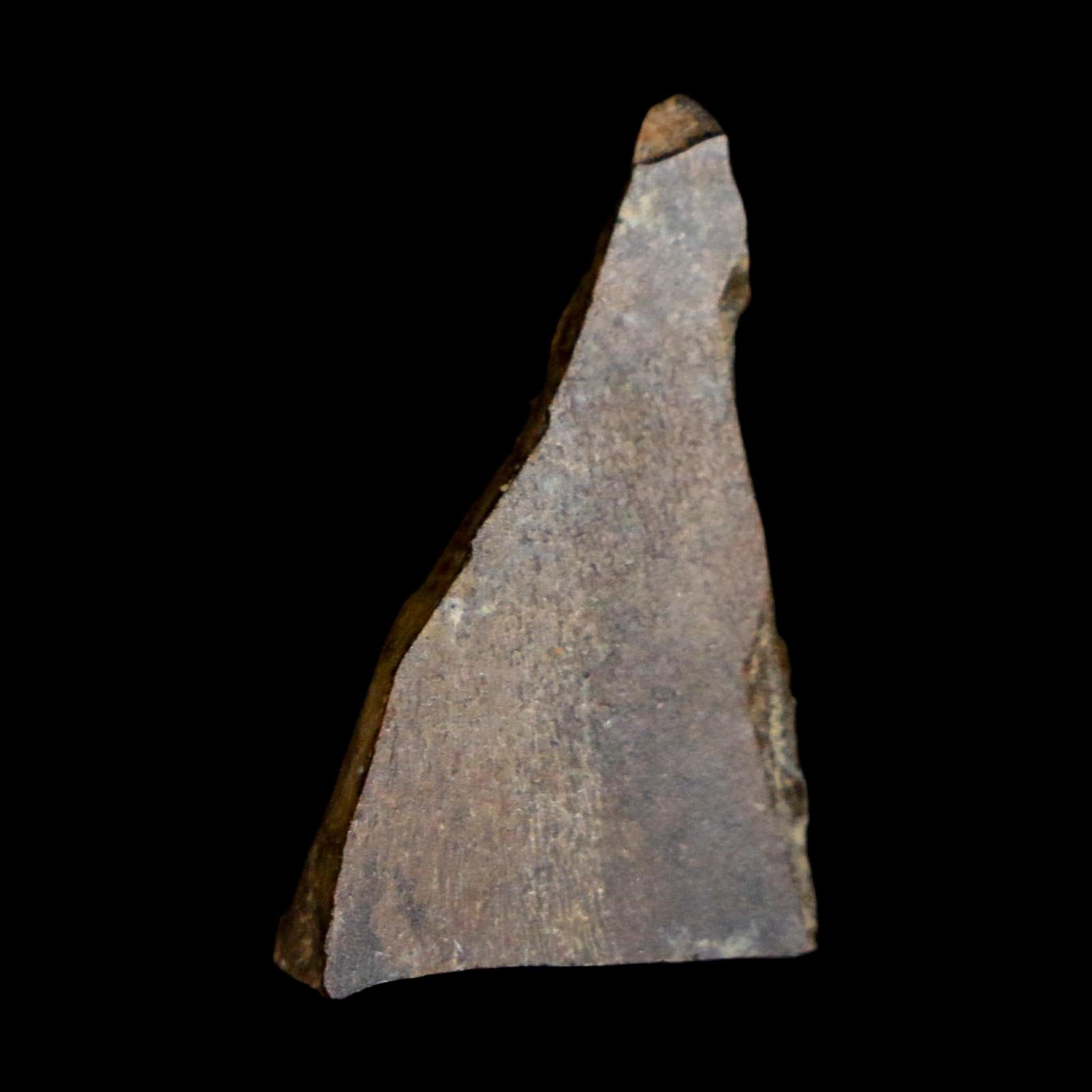 1" Tyrannosaurus Rex Fossil Tooth Section Lance Creek Cretaceous Dinosaur WY COA