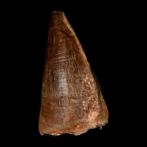 1.9" Mosasaur Prognathodon Fossil Tooth Cretaceous Dinosaur Era COA & Stand