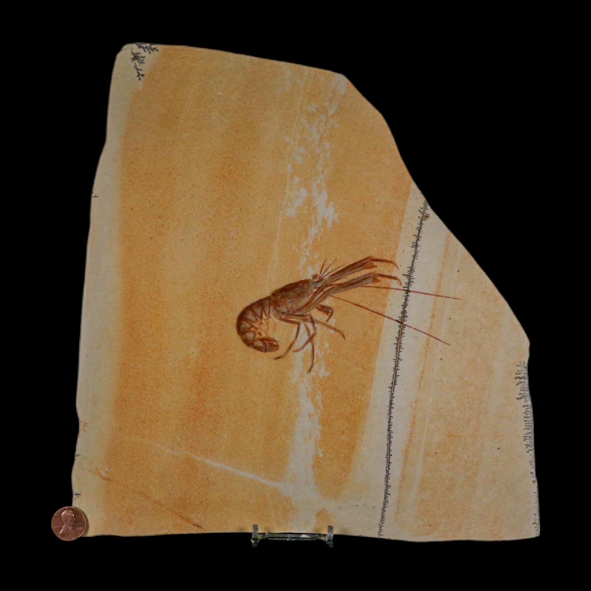 4.7" Mecochirus Fossil Lobster Upper Jurassic Age Solnhofen FM Germany Stand - Fossil Age Minerals