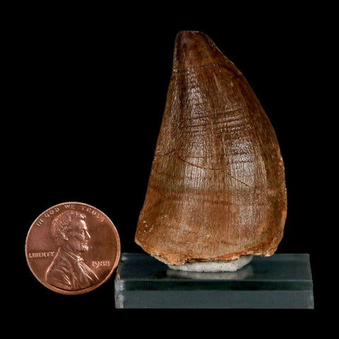 1.9" Mosasaur Prognathodon Fossil Tooth Cretaceous Dinosaur Era COA & Stand