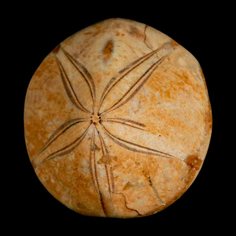 59MM Pygurus Marmonti Sea Urchin Fossil Sand Dollar Jurassic Age Madagascar - Fossil Age Minerals