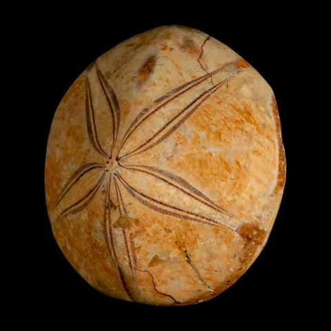 59MM Pygurus Marmonti Sea Urchin Fossil Sand Dollar Jurassic Age Madagascar - Fossil Age Minerals