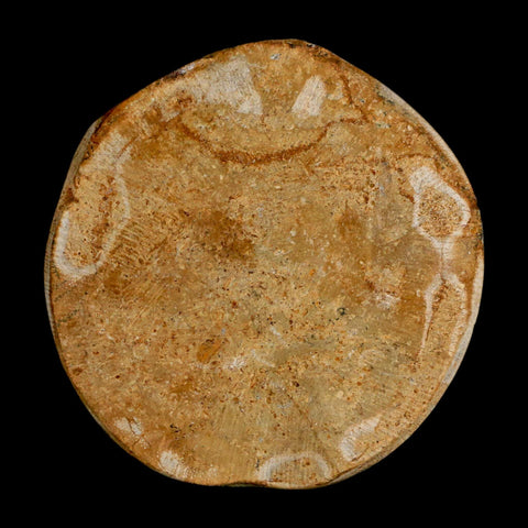59MM Pygurus Marmonti Sea Urchin Fossil Sand Dollar Jurassic Age Madagascar - Fossil Age Minerals