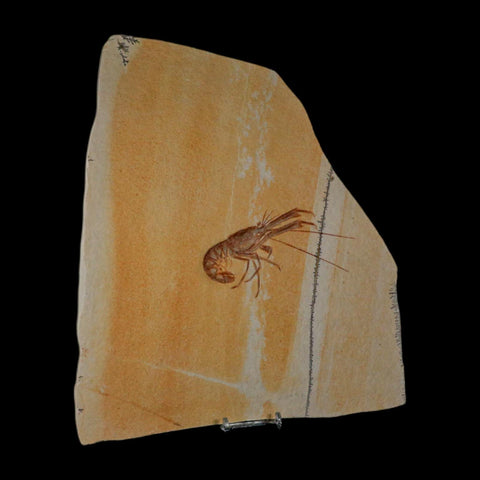 4.7" Mecochirus Fossil Lobster Upper Jurassic Age Solnhofen FM Germany Stand - Fossil Age Minerals