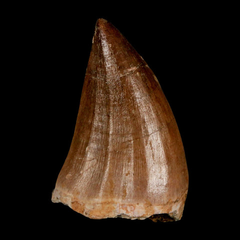 1.8" Mosasaur Prognathodon Fossil Tooth Cretaceous Dinosaur Era COA & Stand