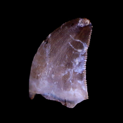 0.3" Nanotyrannus Tyrannosaurus Fossil Tooth Dinosaur Hell Creek MT COA Display - Fossil Age Minerals