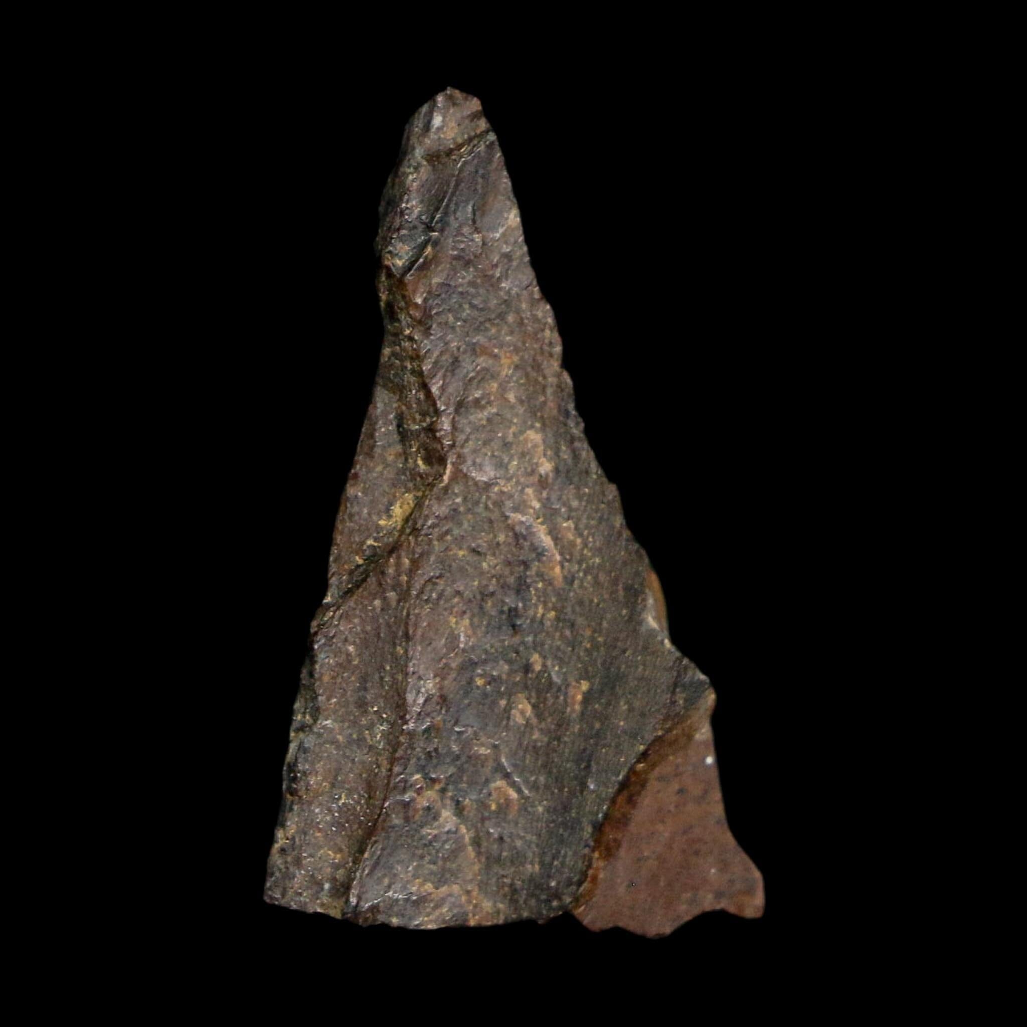 1" Tyrannosaurus Rex Fossil Tooth Section Lance Creek Cretaceous Dinosaur WY COA