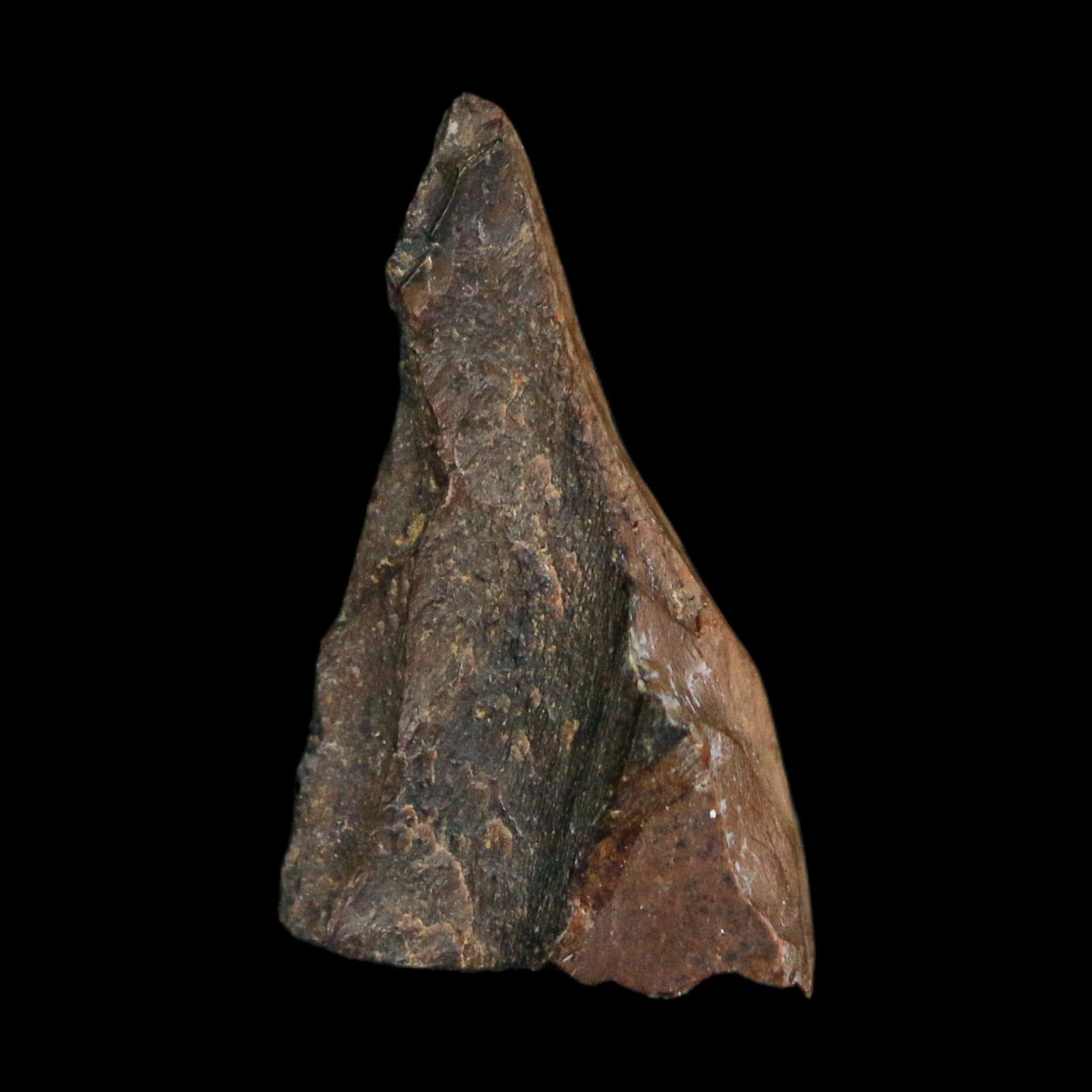 1" Tyrannosaurus Rex Fossil Tooth Section Lance Creek Cretaceous Dinosaur WY COA
