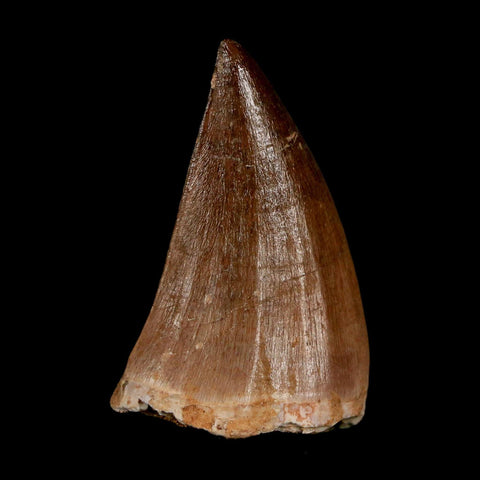 1.8" Mosasaur Prognathodon Fossil Tooth Cretaceous Dinosaur Era COA & Stand