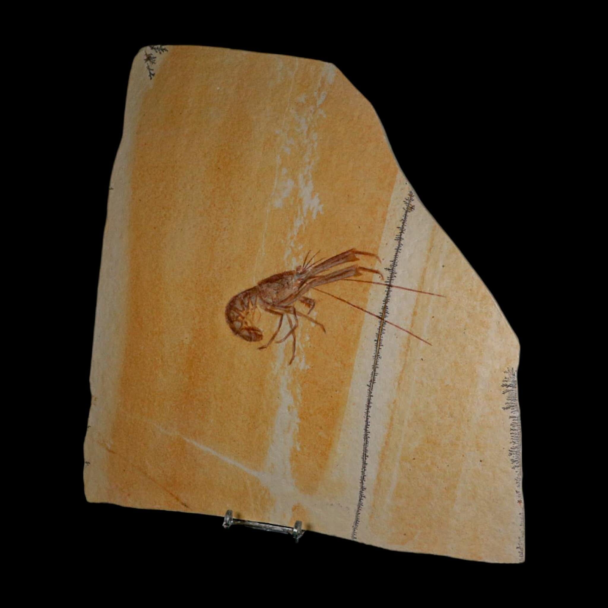 4.7" Mecochirus Fossil Lobster Upper Jurassic Age Solnhofen FM Germany Stand - Fossil Age Minerals