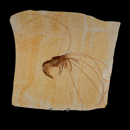 10.1" Aeger Spinipes Fossil Shrimp Upper Jurassic Age Solnhofen FM Germany COA Stand