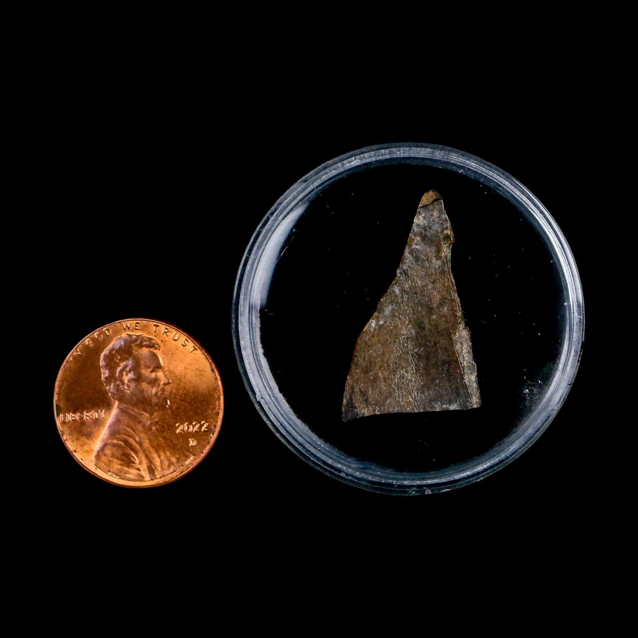 1" Tyrannosaurus Rex Fossil Tooth Section Lance Creek Cretaceous Dinosaur WY COA