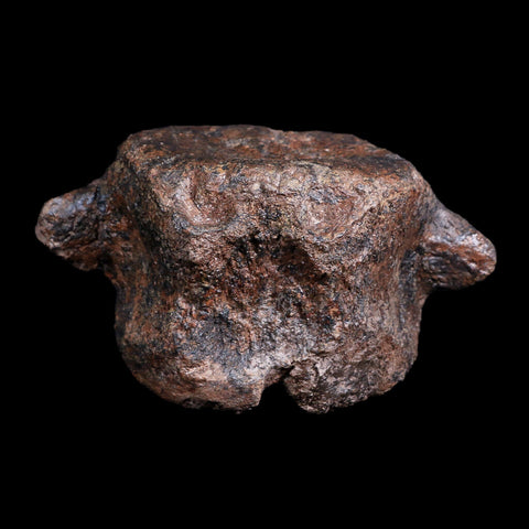 4.8" Ankylosaurus Fossil Vertebrae Bone Lance Creek Cretaceous Dinosaur WY COA - Fossil Age Minerals