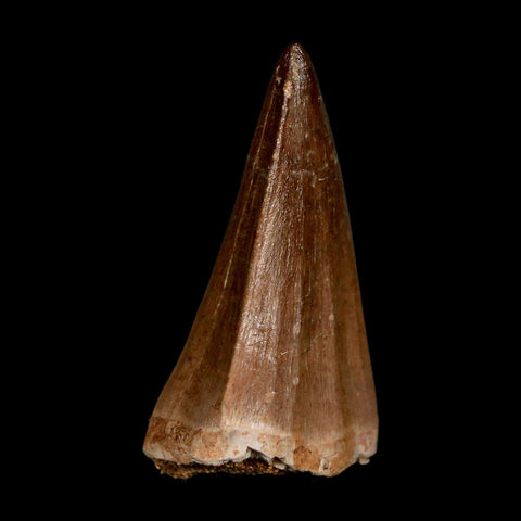 1.8" Mosasaur Prognathodon Fossil Tooth Cretaceous Dinosaur Era COA & Stand