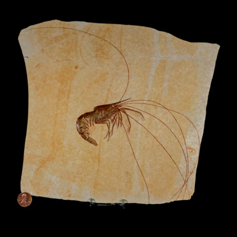 10.1" Aeger Spinipes Fossil Shrimp Upper Jurassic Age Solnhofen FM Germany COA Stand - Fossil Age Minerals