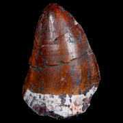 XL 1.2" Phytosaur Fossil Tooth Triassic Age Archosaur Redonda FM NM COA & Display