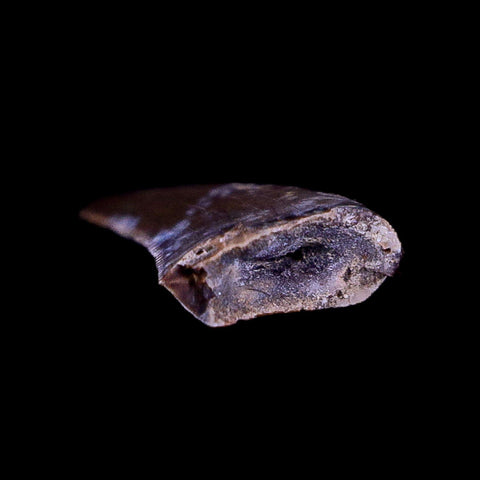 0.3" Nanotyrannus Tyrannosaurus Fossil Tooth Dinosaur Hell Creek MT COA Display - Fossil Age Minerals