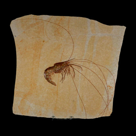 10.1" Aeger Spinipes Fossil Shrimp Upper Jurassic Age Solnhofen FM Germany COA Stand