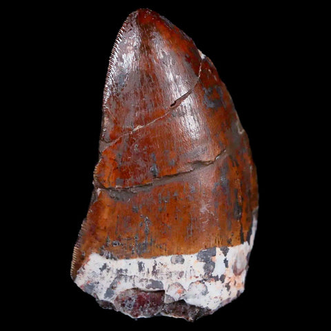XL 1.2" Phytosaur Fossil Tooth Triassic Age Archosaur Redonda FM NM COA & Display - Fossil Age Minerals