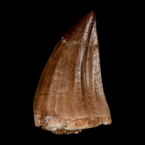 1.8" Mosasaur Prognathodon Fossil Tooth Cretaceous Dinosaur Era COA & Stand