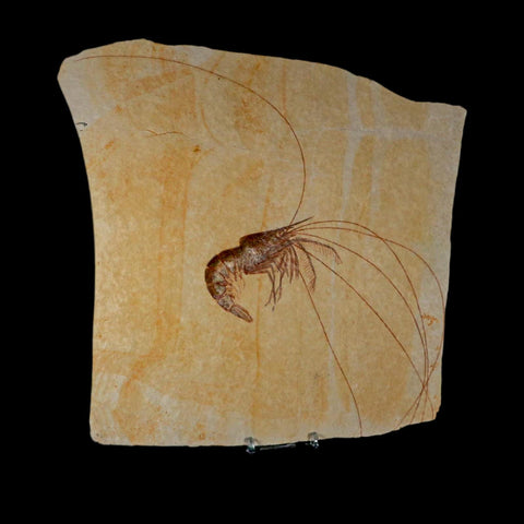 10.1" Aeger Spinipes Fossil Shrimp Upper Jurassic Age Solnhofen FM Germany COA Stand - Fossil Age Minerals