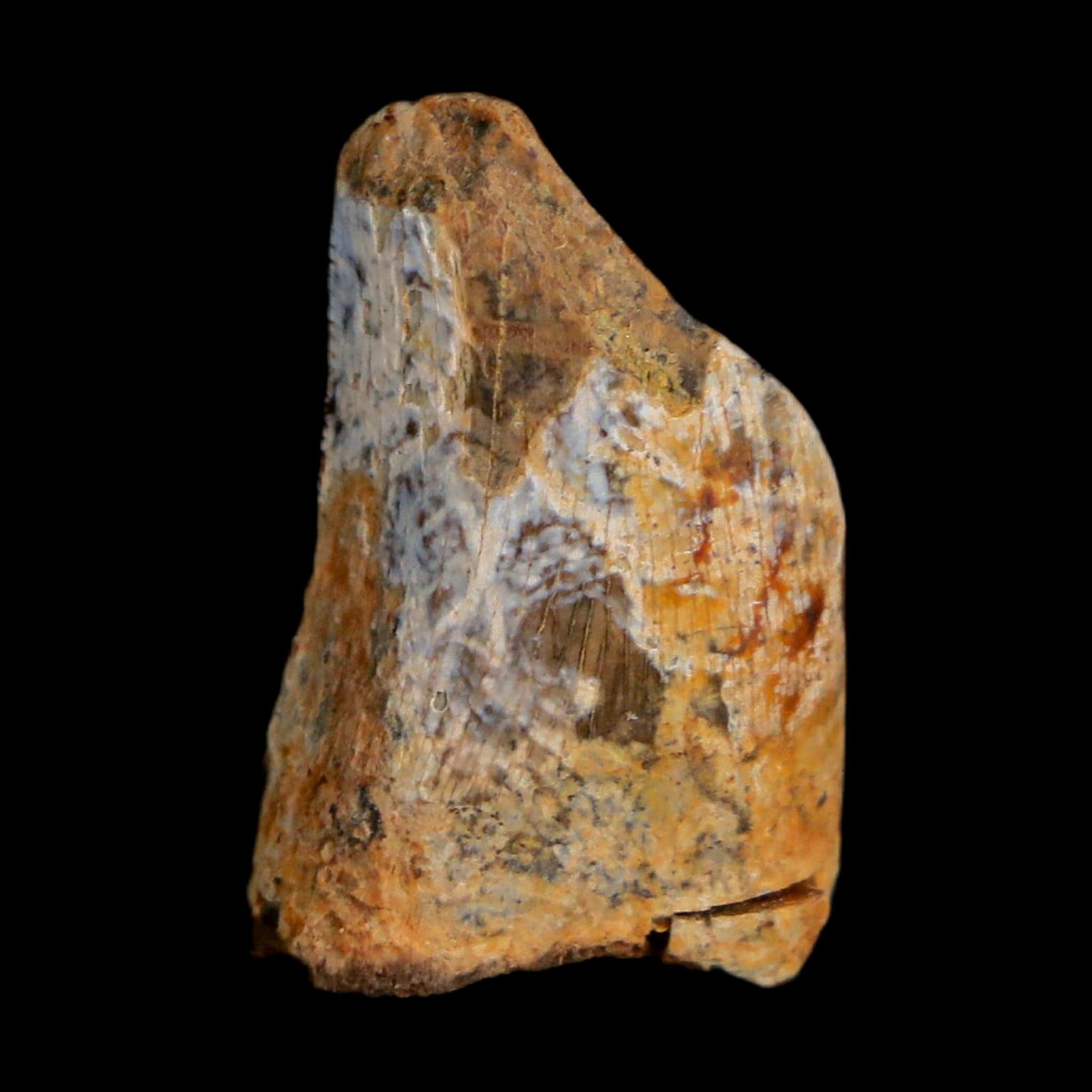 0.8" Tyrannosaurus Rex Fossil Tooth Section Lance Creek Cretaceous Dinosaur WY COA