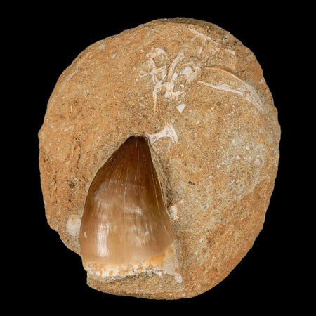 1.9" Mosasaur Prognathodon Fossil Tooth In Matrix Cretaceous Dinosaur Era COA