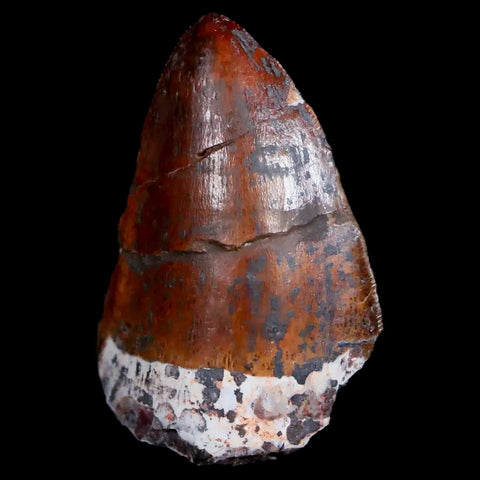 XL 1.2" Phytosaur Fossil Tooth Triassic Age Archosaur Redonda FM NM COA & Display - Fossil Age Minerals