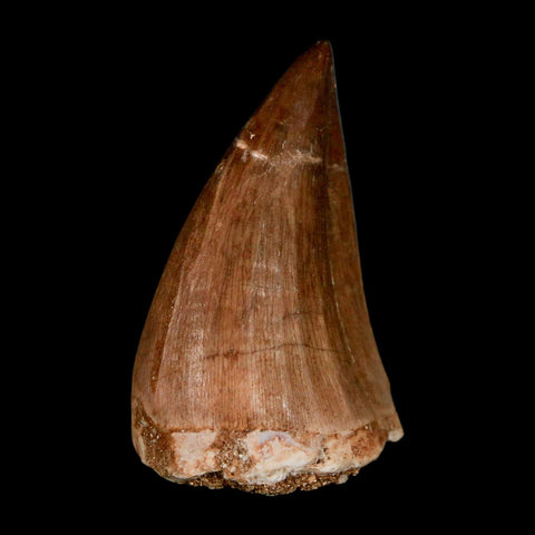 1.8" Mosasaur Prognathodon Fossil Tooth Cretaceous Dinosaur Era COA & Stand