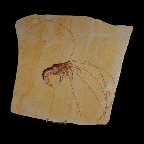 10.1" Aeger Spinipes Fossil Shrimp Upper Jurassic Age Solnhofen FM Germany COA Stand - Fossil Age Minerals
