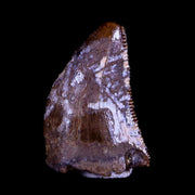 0.4" Nanotyrannus Tyrannosaurus Fossil Tooth Dinosaur Hell Creek MT COA Display