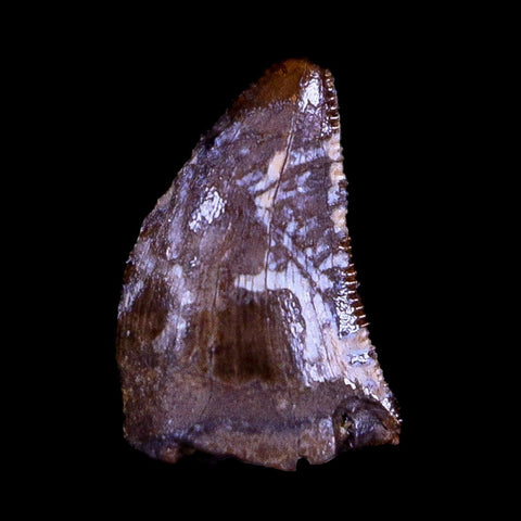 0.4" Nanotyrannus Tyrannosaurus Fossil Tooth Dinosaur Hell Creek MT COA Display - Fossil Age Minerals