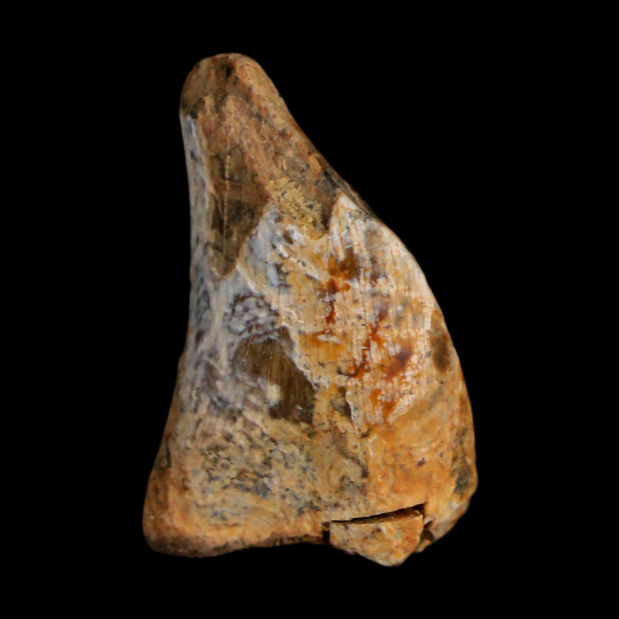 0.8" Tyrannosaurus Rex Fossil Tooth Section Lance Creek Cretaceous Dinosaur WY COA