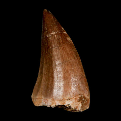 1.8" Mosasaur Prognathodon Fossil Tooth Cretaceous Dinosaur Era COA & Stand