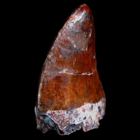 XL 1.2" Phytosaur Fossil Tooth Triassic Age Archosaur Redonda FM NM COA & Display - Fossil Age Minerals