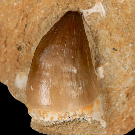 1.9" Mosasaur Prognathodon Fossil Tooth In Matrix Cretaceous Dinosaur Era COA