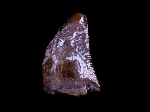 0.4" Nanotyrannus Tyrannosaurus Fossil Tooth Dinosaur Hell Creek MT COA Display - Fossil Age Minerals