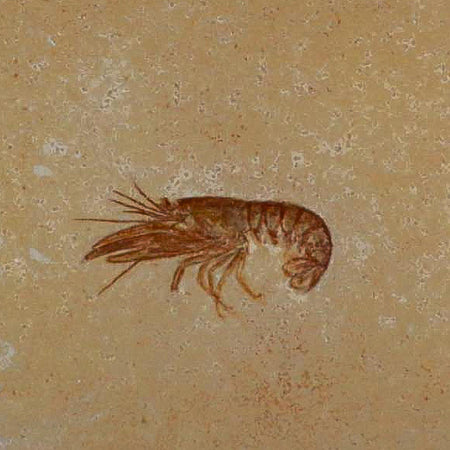2.4" Eryma Fossil Lobster Upper Jurassic Age Solnhofen FM Germany Stand