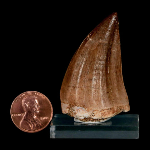 1.8" Mosasaur Prognathodon Fossil Tooth Cretaceous Dinosaur Era COA & Stand