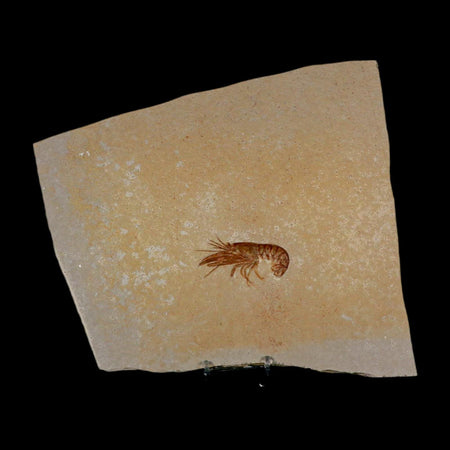 2.4" Eryma Fossil Lobster Upper Jurassic Age Solnhofen FM Germany Stand