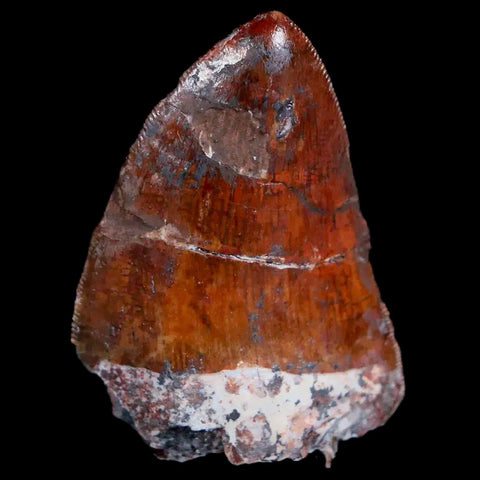 XL 1.2" Phytosaur Fossil Tooth Triassic Age Archosaur Redonda FM NM COA & Display - Fossil Age Minerals