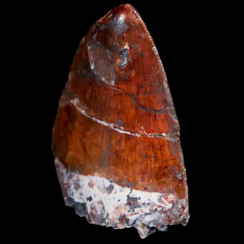 XL 1.2" Phytosaur Fossil Tooth Triassic Age Archosaur Redonda FM NM COA & Display - Fossil Age Minerals