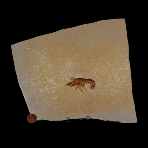 2.4" Eryma Fossil Lobster Upper Jurassic Age Solnhofen FM Germany Stand - Fossil Age Minerals