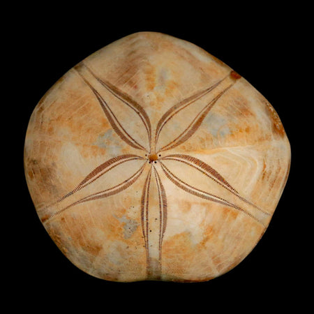 65MM Pygurus Marmonti Sea Urchin Fossil Sand Dollar Jurassic Age Madagascar