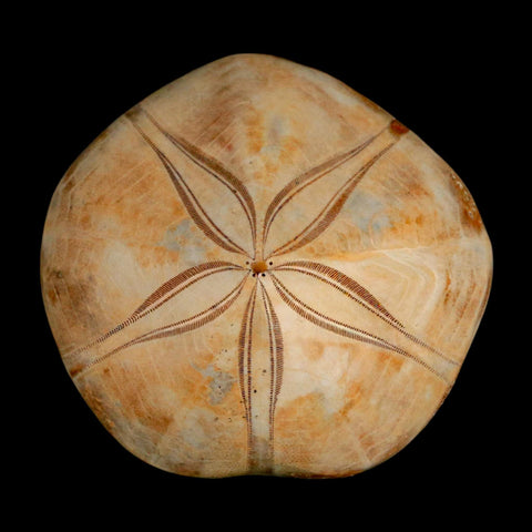 65MM Pygurus Marmonti Sea Urchin Fossil Sand Dollar Jurassic Age Madagascar - Fossil Age Minerals