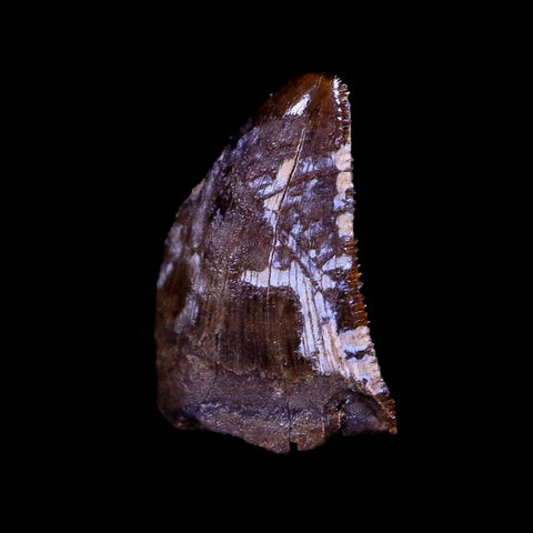 0.4" Nanotyrannus Tyrannosaurus Fossil Tooth Dinosaur Hell Creek MT COA Display - Fossil Age Minerals