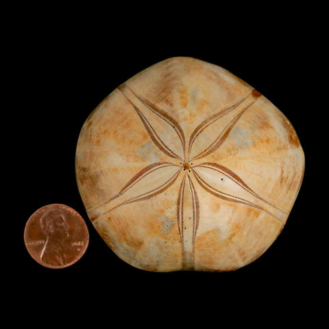 65MM Pygurus Marmonti Sea Urchin Fossil Sand Dollar Jurassic Age Madagascar - Fossil Age Minerals