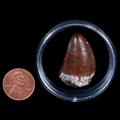 XL 1.2" Phytosaur Fossil Tooth Triassic Age Archosaur Redonda FM NM COA & Display - Fossil Age Minerals