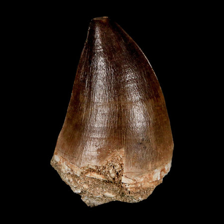 XL 2.3" Mosasaur Prognathodon Fossil Tooth Cretaceous Dinosaur Era COA & Stand